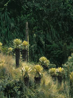 Hay mucho �rboles, �rboles del agua, �rboles que traen el agua. Todos ellos son la ra�z del agua que entra a la laguna. Y con ellos crece tamnbi�n el ojo de agua. Un monte donde se den todos estos �rboles, all� es la casa de Srekollimisak, del aguacero.