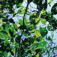 Ante la dificultad de ingresar al Magdalena por el delta, los espa�oles se aventuraron a trav�s de manglares y pantanos, o bordeando la Sierra Nevada hacia el oriente, para encontrar la forma de remontar el esquivo r�o.