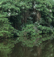 Ante la dificultad de ingresar al Magdalena por el delta, los espa�oles se aventuraron a trav�s de manglares y pantanos, o bordeando la Sierra Nevada hacia el oriente, para encontrar la forma de remontar el esquivo r�o.