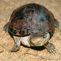 Los animales desconocidos del Nuevo Mundo, despertaron la imaginaci�n de los espa�oles que creyeron ver sirenas en los manat�es y muchos otros seres fant�sticos. La tortuga, la iguana, infinidad de aves y el perezoso, forman parte de las maravillas que me