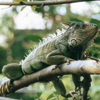 Los animales desconocidos del Nuevo Mundo, despertaron la imaginaci�n de los espa�oles que creyeron ver sirenas en los manat�es y muchos otros seres fant�sticos. La tortuga, la iguana, infinidad de aves y el perezoso, forman parte de las maravillas que me