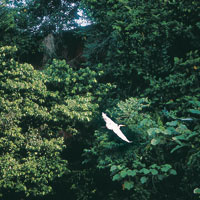 Los animales desconocidos del Nuevo Mundo, despertaron la imaginaci�n de los espa�oles que creyeron ver sirenas en los manat�es y muchos otros seres fant�sticos. La tortuga, la iguana, infinidad de aves y el perezoso, forman parte de las maravillas que me