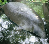 Los animales desconocidos del Nuevo Mundo, despertaron la imaginaci�n de los espa�oles que creyeron ver sirenas en los manat�es y muchos otros seres fant�sticos. La tortuga, la iguana, infinidad de aves y el perezoso, forman parte de las maravillas que me