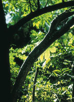 La exuberancia del tr�pico se manifiesta en  una intrincada vegetaci�n que se mantiene siempre verde.