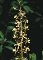 La flora asociada a la cuenca del Magdalena, ha logrado adaptarse a la gran variedad de ambientes que constituyen esta extensa regi�n. Las orqu�deas se distribuyen en todos los pisos altitudinales del pa�s.