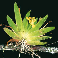 Las plantas ep�fitas colonizan el dosel arb�reo para capturar una mayor cantidad de luz y de agua.