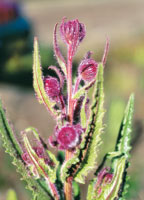 Los elementos que les permiten subsistir a los senecios en la alta monta�a, son la pubescencia para capturar humedad, la coloraci�n de sus flores para controlar la fuerte radiaci�n solar y su porte reducido para evitar el embate del viento.