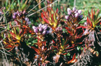 En la vegetaci�n del p�ramo se puede observar  la esclerofilia o generaci�n de hojas gruesas y endurecidas en posici�n evasora de la insolaci�n.