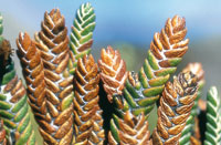 En la vegetaci�n del p�ramo se puede observar  la esclerofilia o generaci�n de hojas gruesas y endurecidas en posici�n evasora de la insolaci�n.