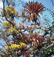 El dosel de los bosques tropicales se convierte en un sustrato privilegiado para el desarrollo de una rica flora par�sita y trepadora.