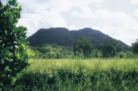 Las sabanas se caracterizan por el predominio de las gram�neas y la presencia de �rboles muy dispersos; la vitalidad de esta vegetaci�n var�a de acuerdo con las fuertes fluctuaciones estacionales. Sabanas del valle medio del Magdalena.