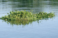 Las llanuras de inundaci�n son el ambiente acu�tico m�s t�pico del Bajo Magdalena; sus aguas arrastran una gran cantidad de sedimentos y vegetaci�n flotante.