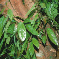 La vegetaci�n aprovecha al m�ximo el espacio disponible. Planta trepadora.