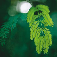 Las plantas de la regi�n del Alto Magdalena presentan una gran diversidad de formas y tama�os. Hojas de Mimosaceae.