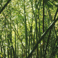 Los guaduales son t�picos de las riberas de los r�os en las regiones c�lidas.