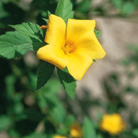 La flora de los bosques andinos de la cuenca alta del Magdalena ostenta una infinidad de formas y colores y est� �ntimamente relacionada con la fauna de la zona.