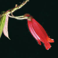 La flora de los bosques andinos de la cuenca alta del Magdalena ostenta una infinidad de formas y colores y est� �ntimamente relacionada con la fauna de la zona.