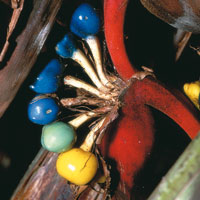La flora de los bosques andinos de la cuenca alta del Magdalena ostenta una infinidad de formas y colores y est� �ntimamente relacionada con la fauna de la zona.