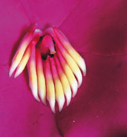 La flora de los bosques andinos de la cuenca alta del Magdalena ostenta una infinidad de formas y colores y est� �ntimamente relacionada con la fauna de la zona.