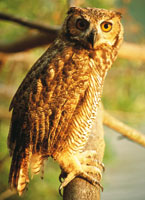 La fauna andina, una de las m�s diversas del pa�s, est� amenazada por el alto grado de colonizaci�n de las regiones monta�osas. Bubo virginianus, el b�ho m�s grande del pa�s.