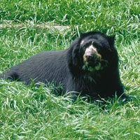 Oso de anteojos, Tremarctos ornatus, el �nico oso suramericano.