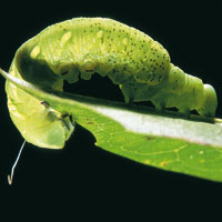 Oruga de una mariposa.