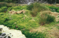 Fuentes temales del Parque de Purac�.