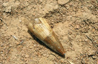 Restos f�siles de un cocodrilo.