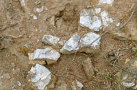 F�siles de una tortuga.