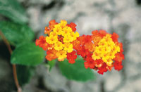 La flora de la zona des�rtica se caracteriza por la reducci�n del tama�o de sus hojas para evitar la p�rdida de agua. La m�xima expresi�n de esta adaptaci�n se encuentra en las cact�ceas que han convertido sus hojas en espinas para defenderse de los preda