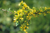 La flora de la zona des�rtica se caracteriza por la reducci�n del tama�o de sus hojas para evitar la p�rdida de agua. La m�xima expresi�n de esta adaptaci�n se encuentra en las cact�ceas que han convertido sus hojas en espinas para defenderse de los preda