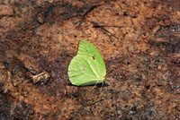 Mariposa del g&eacute;nero Phoebis libando agua con minerales en la orilla de un raudal del r&iacute;o In&iacute;rida.