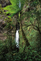 La cascada La Mina, Caldas, se despe&ntilde;a al final de una estrecha ca&ntilde;ada poblada de vegetaci&oacute;n nativa.