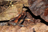 A pesar de que es necesario construir grandes centrales hidroel&eacute;ctricas, con el represamiento de los r&iacute;os desaparecen muchas de las especies de fauna y flora que habitan en estos lugares. Ejemplar de rana cocoi, Eleutherodactylus sp., camuflada entre la hojarasca.