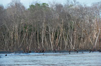 La represa de  Urr&aacute; fue construida para generar energ&iacute;a y regular el caudal del r&iacute;o Sin&uacute;. Esto afect&oacute; los manglares del delta de Tinajones  y ci&eacute;nagas aleda&ntilde;as y no impidi&oacute; las grandes inundaciones que se presentan en la parte baja del r&iacute;o durante los fuertes inviernos.