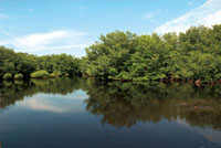 El flujo regular de agua dulce es indispensable para el buen desarrollo de los manglares de las ci&eacute;nagas aleda&ntilde;as a la desembocadura del r&iacute;o Sin&uacute;.