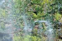 Musgos sobre la roca viva en la cascada Cristales, Huila.