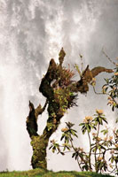 La vegetaci&oacute;n que crece en inmediaciones de las ca&iacute;das de agua, en especial musgos y bromelias, se beneficia de la permanente humedad del ambiente.