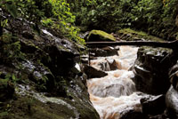 Las aguas turbulentas suelen crear a su alrededor un microclima que favorece el desarrollo de vegetaci&oacute;n exuberante. R&iacute;o Suaza, Huila.