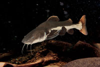 El bagre guacamayo, Phtactocephalus hemiliopterus, es un pez amaz&oacute;nico que sortea los raudales en sus migraciones reproductivas.