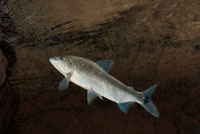 El leporino es un pez muy &aacute;gil que vence con relativa facilidad los r&aacute;pidos, dando peque&ntilde;os saltos contra la corriente.