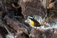 Diversas especies de aves aprovechan la abundancia de alimento que ofrecen las ca&iacute;das de agua. Tiranuelo atrapamoscas, familia Tyrannidae, de la regi&oacute;n amaz&oacute;nica.