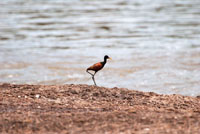 Diversas especies de aves aprovechan la abundancia de alimento que ofrecen las ca&iacute;das de agua. Gallito de ci&eacute;naga, Jacana jacana, a orillas de un raudal de la Orinoquia.