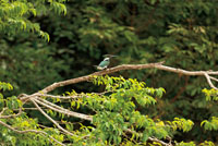 Diversas especies de aves aprovechan la abundancia de alimento que ofrecen las ca&iacute;das de agua. El Mart&iacute;n-pescador, Ceryle torquata, es una de las aves m&aacute;s comunes en inmediaciones de las ca&iacute;das de agua de la Amazonia y la Orinoquia colombianas.