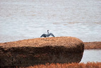 Diversas especies de aves aprovechan la abundancia de alimento que ofrecen las ca&iacute;das de agua. La garza azul, Florida caerulea, es una de las aves m&aacute;s comunes en inmediaciones de las ca&iacute;das de agua de la Amazonia y la Orinoquia colombianas.
