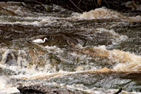 Una garza patiamarilla, Egretta thula, al acecho de alguna presa en las aguas turbulentas de un afluente del r&iacute;o Vaup&eacute;s.