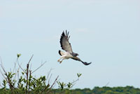 Las aves oportunistas que acuden a los raudales en busca de alimento, suelen ser presa f&aacute;cil para el &aacute;guila coliblanca, Buteo albicaudatus. 