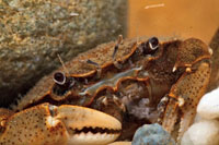 Un cangrejo de r&iacute;o al acecho de una presa, se camufla entre las piedras de un arroyo.