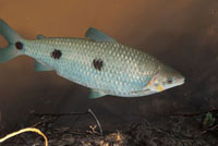 Algunos peces como los bocachicos, Prochilodus spp., realizan largas migraciones desde las ci&eacute;nagas de las tierras bajas, hasta las estribaciones de la cordillera andina.