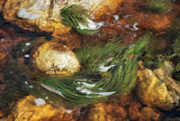 Algunas plantas acu&aacute;ticas se han adaptado a vivir en ambientes de gran turbulencia, modificando sus ra&iacute;ces mediante estructuras muy robustas para adherirse a las rocas.